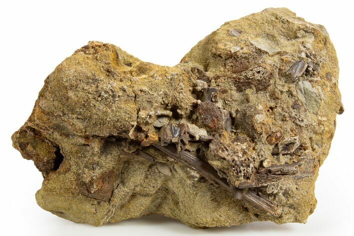 Fossil Hadrosaur Teeth with Ossified Tendons - Wyoming #330969